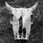 Skull, Araras Lodge 20140813 6081