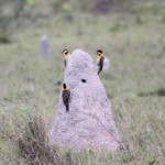Campo Flickers on termite mound, Transpanateira Hwy 20140813 6167