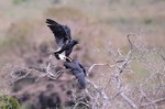 Great Black-hawks, Araras Lodge 20140814 6586