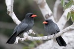 Black-fronted Nunbirds, Araras Lodge 20140814 6785
