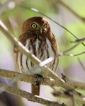 Ferruginous Pygmy-owl, Araras Lodge 20140814 7038