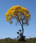 Ype tree, Chapada dos Guimaraes 20140816 7534.
