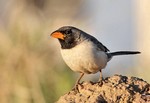 Saffron-billed Sparrow, Chapada dos Guimaraes 20140817 7613