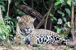Jaguar, Cuiab River DZ4T1704