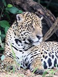 Jaguar, Cuiab River DZ4T1720
