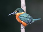 American Pygmy Kingfisher, Cuiab River DZ4T2118
