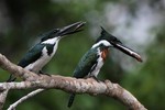 Green Kingfishers, Cuiab River DZ4T2219