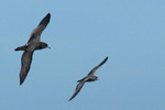 Pink-footed Shearwaters