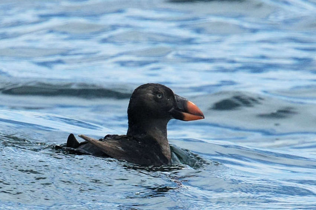Tufted Puffin (juv.)