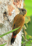 Red-rumped Woodpecker, Tinalandia