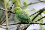 Pacific Parrotlet, Tinalandia