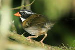 Orange-billed Sparrow, Tinalandia