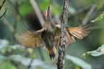 Golden-olive Woodpecker, Tinalandia