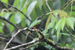 Rufous-tailed Jacamar, Tinalandia