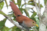 Squirrel Cuckoo, Tinalandia