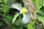 Common Tody-flycatcher, Tinalandia