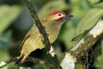 Golden-olive Woodpecker, Mindo