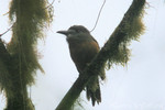 White-faced Nunbird, Tandayapa