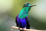 Green-crowned Woodnymph, Mindo