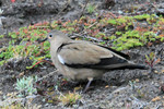 Black-winged Ground-dove, Papallacta