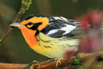 Blackburnian Warbler, San Isidro