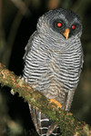The San Isidro mystery owl