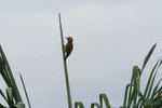 Spot-breasted Woodpecker, Loreto Road