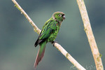 Maroon-tailed Parakeet (AKA Green Ani), Loreto Road