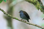 Andean Solitaire, San Isidro