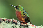 Chestnut-breasted Coronet, Guango