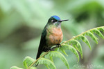 Long-tailed Sylph (female)
