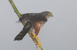 Plain-breasted Hawk, Las Gralarias
