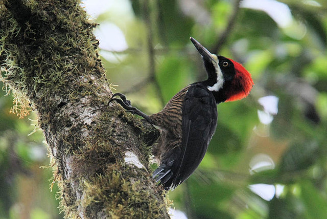 Powerful Woodpecker, Las Gralarias