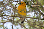 Southern Yellow Grosbeak, Acanama