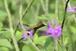 Wire-crested Thorntail, Copalinga