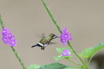 Wire-crested Thorntail (female), Copalinga
