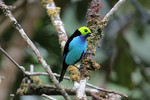 Paradise Tanager, Copalinga