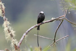 Long-tailed Tyrant, Copalinga