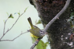 Three-banded Warbler, Yangana