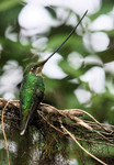 Sword-billed Hummingbird, Yanacocha
