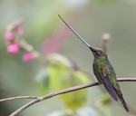 Sword-billed Hummingbird, Guango 20131106 -  647