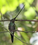 Sword-billed Hummingbird, Guango 20131107 -  1040