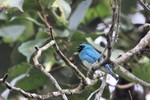 Swallow Tanager, Loreto Road 20131109 -  1686