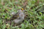 Yellow-browed Sparrow, Wildsumaco 20131109 -  2014