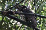 Band-bellied Owl, Wildsumaco 20131110 -  2362