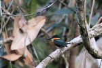 American Pygmy Kingfisher, Napo 2013-11-12 327