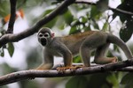 Squirrel Monkey, Napo 2013-11-13 1701