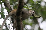 Squirrel Monkey, Napo 2013-11-13 1788