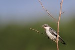 White-winged Swallow, Napo 2013-11-14 1194