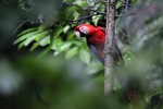 Scarlet Macaw, Napo 2013-11-14 907